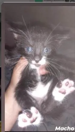 Gato ra a SRD-ViraLata idade Abaixo de 2 meses nome Felix
