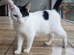 Gato raça SRD-ViraLata idade 7 a 11 meses nome Marlon