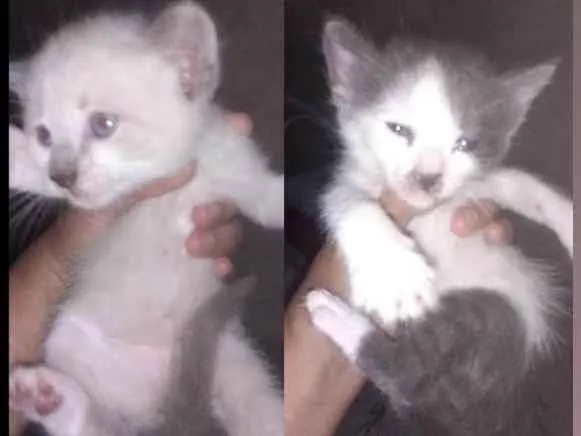 Gato ra a SRD-ViraLata idade 2 a 6 meses nome Tom, Brownie, Nino, Joe