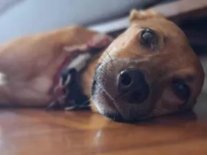 Cachorro raça SRD idade 1 ano nome Xodó