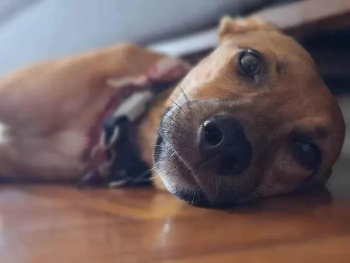 Cachorro ra a SRD idade 1 ano nome Xodó