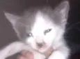 Tom