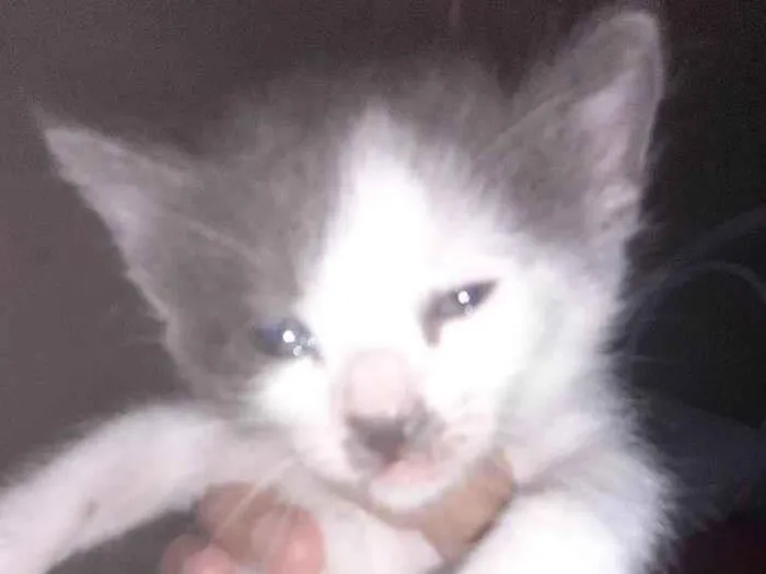 Gato ra a SRD-ViraLata idade Abaixo de 2 meses nome Tom