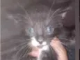 Felix
