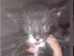 Gato ra a SRD-ViraLata idade Abaixo de 2 meses nome Felix