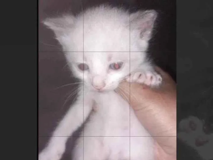 Gato ra a SRD-ViraLata idade Abaixo de 2 meses nome Nino