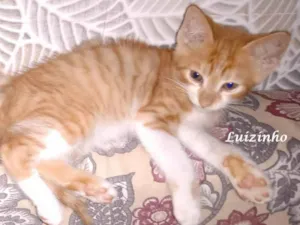 Gato raça SRD-ViraLata idade Abaixo de 2 meses nome Aninha, Zezinho e Luizinho