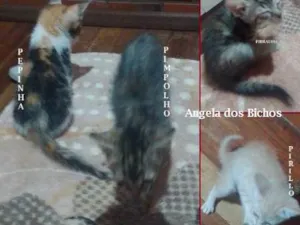 Gato raça SRD-ViraLata idade Abaixo de 2 meses nome NINHADA do PINHEIRO