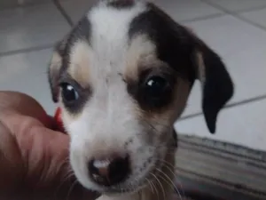 Cachorro raça SRD-ViraLata idade Abaixo de 2 meses nome Sem nome