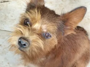 Cachorro raça Mestico idade 7 a 11 meses nome Bento 