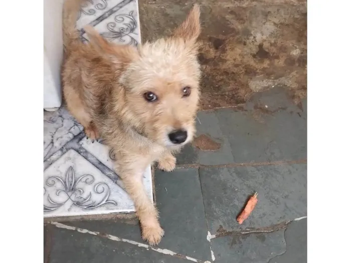 Cachorro ra a SRD-ViraLata idade 2 anos nome Spike