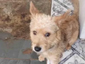 Cachorro raça SRD-ViraLata idade 2 anos nome Spike