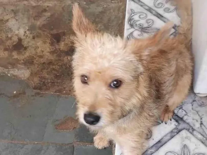 Cachorro ra a SRD-ViraLata idade 2 anos nome Spike