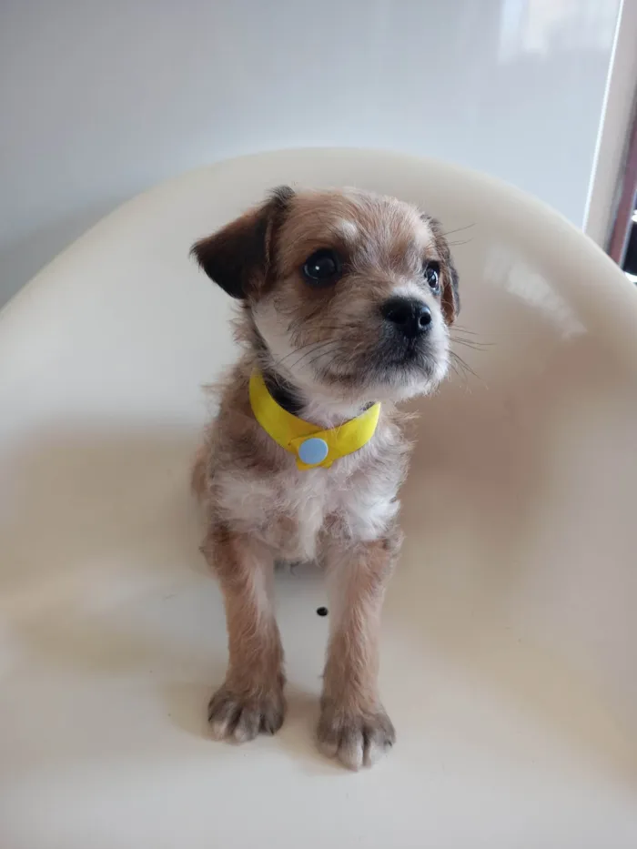 Cachorro ra a SRD-ViraLata idade 2 a 6 meses nome Amarelo
