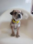 Amarelo