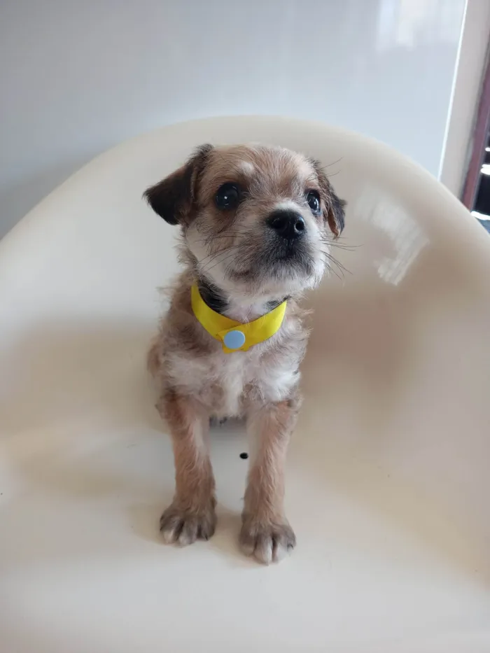 Cachorro ra a SRD-ViraLata idade 2 a 6 meses nome Amarelo