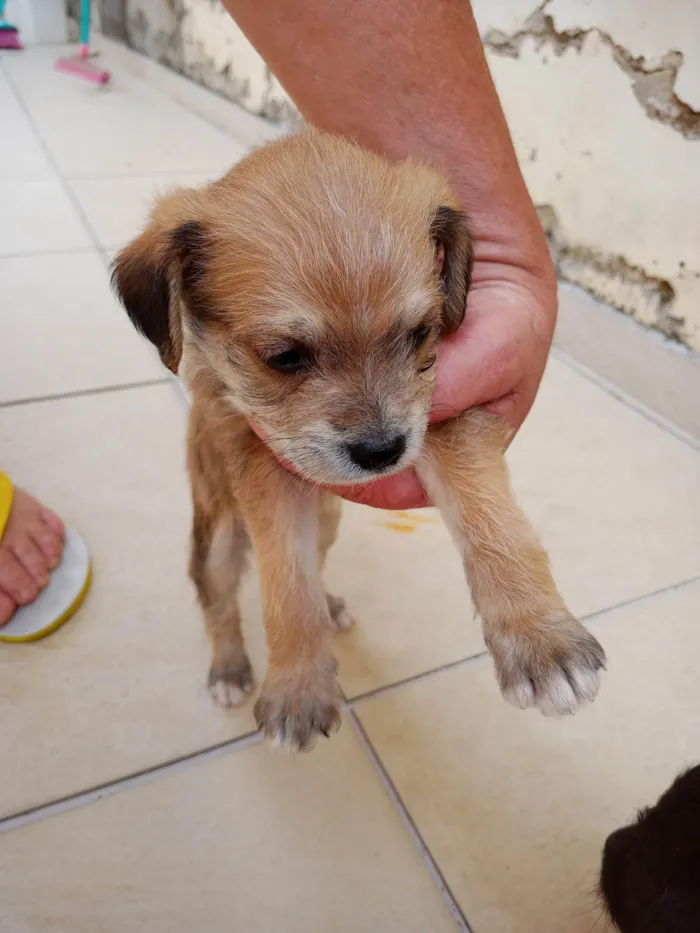 Cachorro ra a SRD-ViraLata idade 2 a 6 meses nome Amarelo