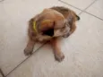 Amarelo