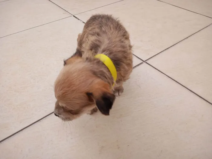 Cachorro ra a SRD-ViraLata idade 2 a 6 meses nome Amarelo