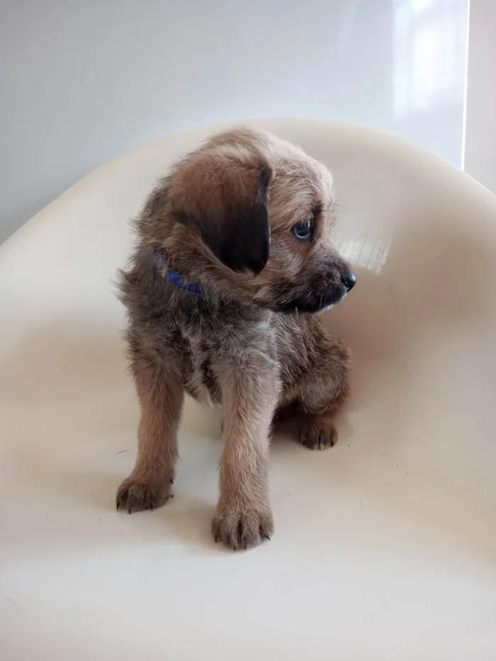 Cachorro ra a SRD-ViraLata idade 2 a 6 meses nome Azul