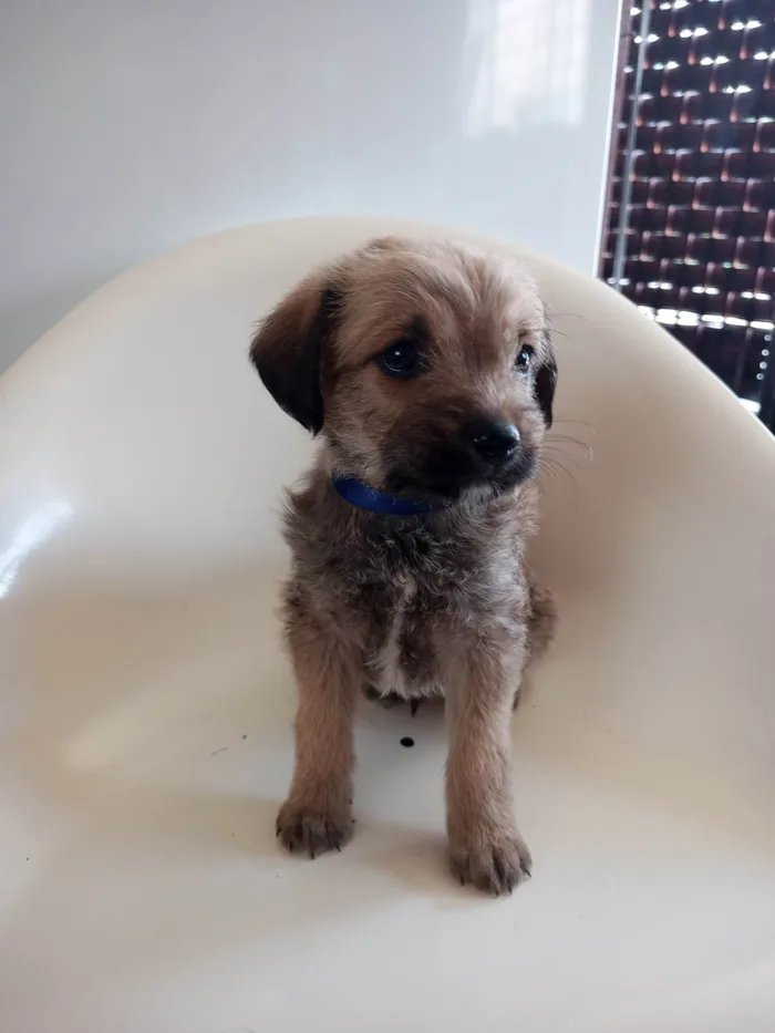 Cachorro ra a SRD-ViraLata idade 2 a 6 meses nome Azul