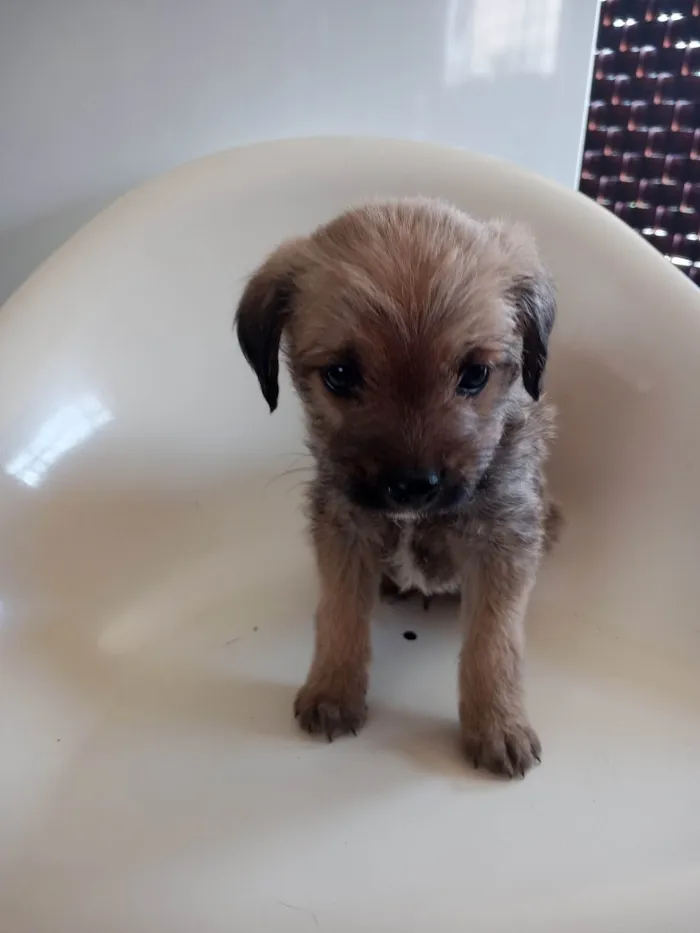 Cachorro ra a SRD-ViraLata idade 2 a 6 meses nome Azul