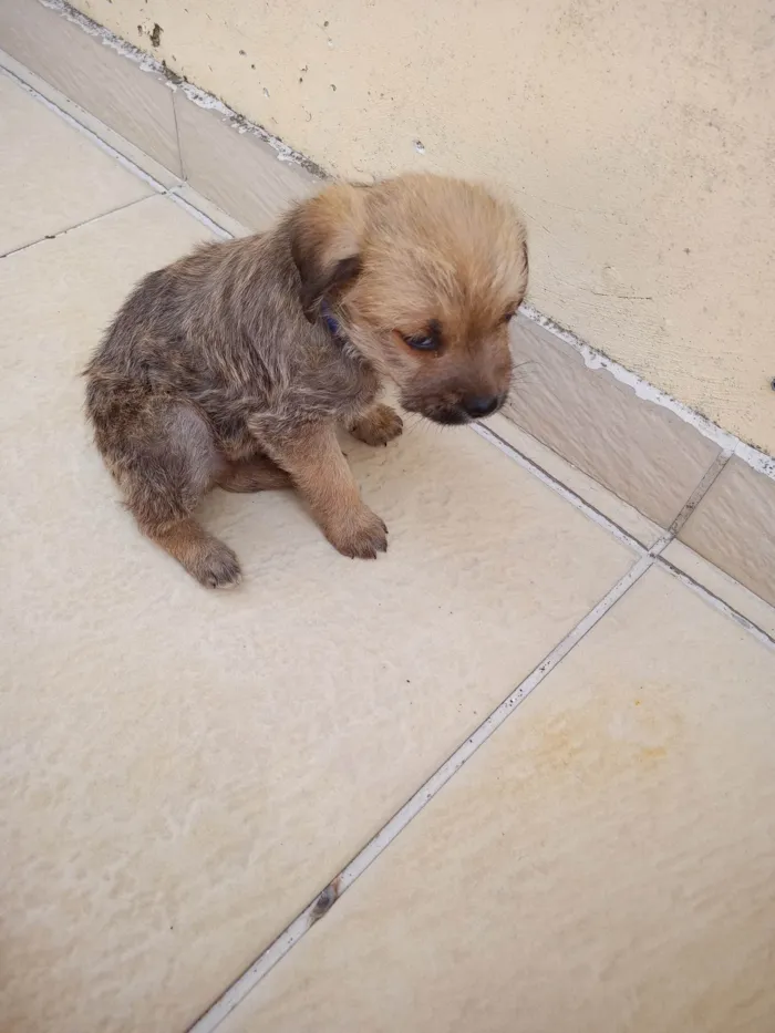 Cachorro ra a SRD-ViraLata idade 2 a 6 meses nome Azul