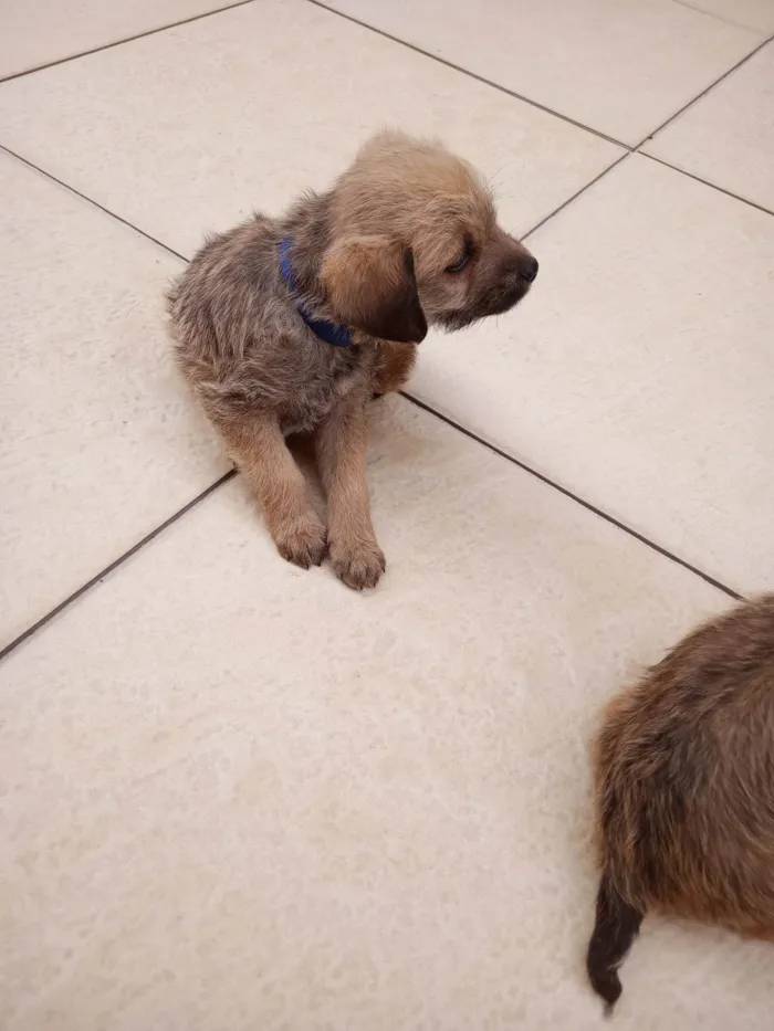Cachorro ra a SRD-ViraLata idade 2 a 6 meses nome Azul