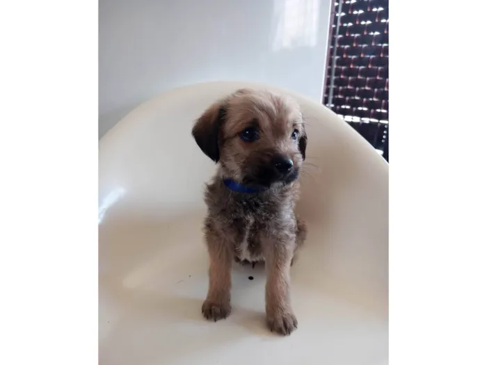 Cachorro ra a SRD-ViraLata idade 2 a 6 meses nome Azul
