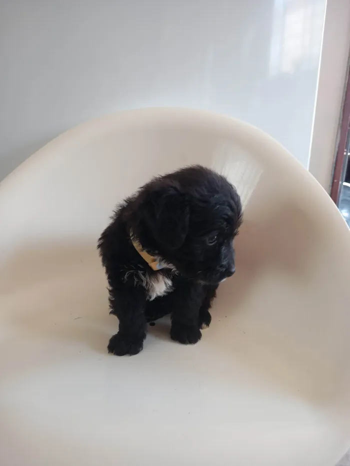 Cachorro ra a SRD-ViraLata idade 2 a 6 meses nome Dourado