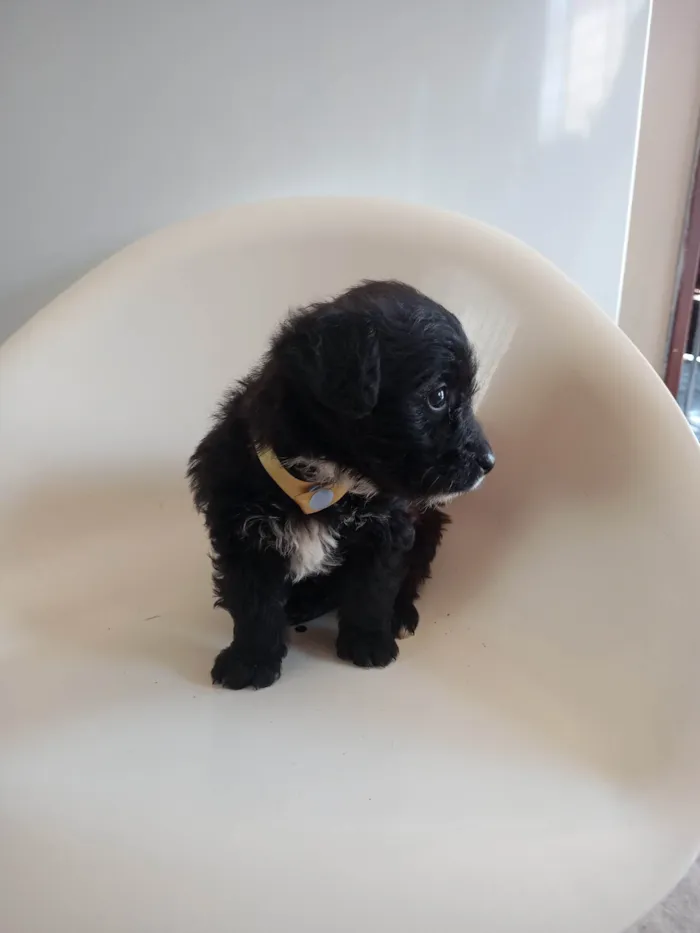 Cachorro ra a SRD-ViraLata idade 2 a 6 meses nome Dourado