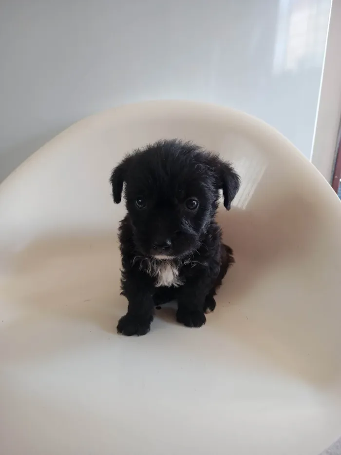 Cachorro ra a SRD-ViraLata idade 2 a 6 meses nome Dourado