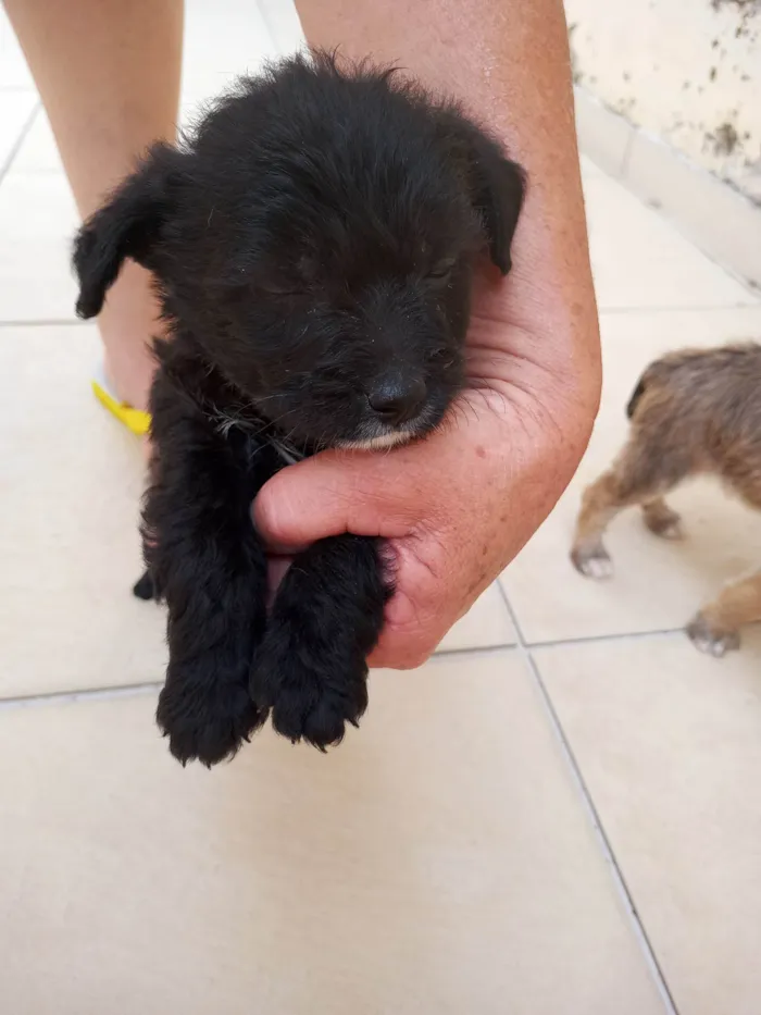 Cachorro ra a SRD-ViraLata idade 2 a 6 meses nome Dourado
