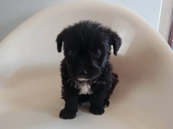 Cachorro ra a SRD-ViraLata idade 2 a 6 meses nome Dourado