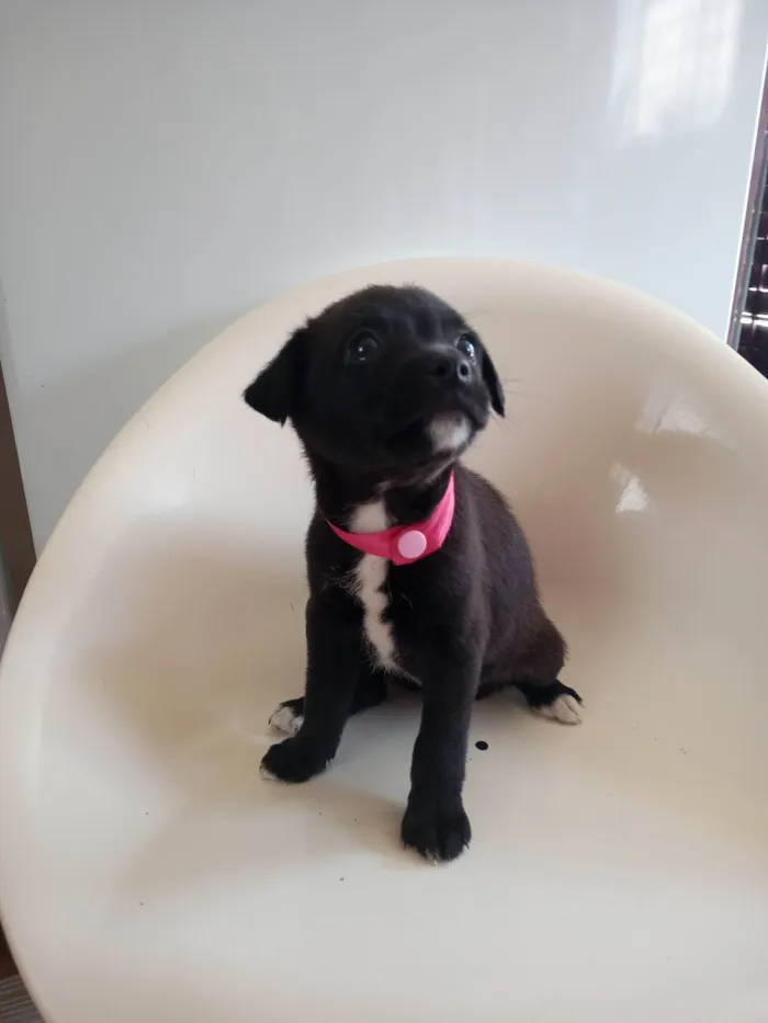 Cachorro ra a SRD-ViraLata idade 2 a 6 meses nome Rosa