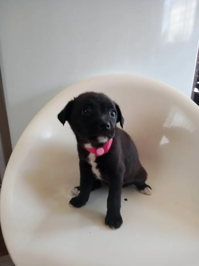 Cachorro ra a SRD-ViraLata idade 2 a 6 meses nome Rosa