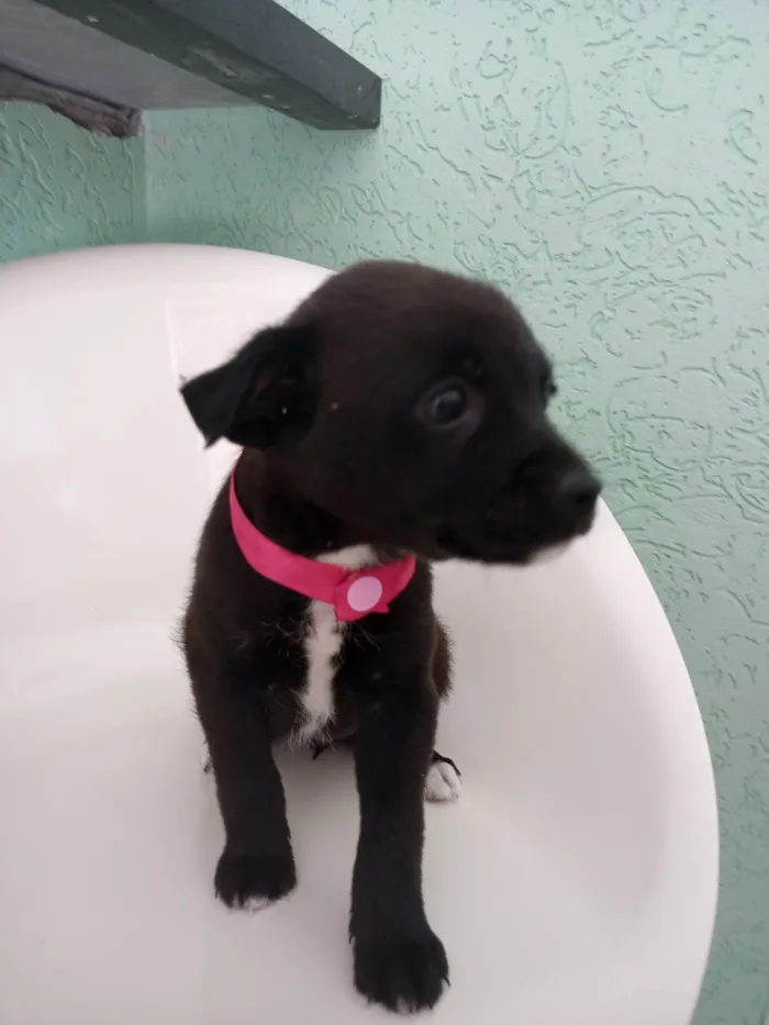 Cachorro ra a SRD-ViraLata idade 2 a 6 meses nome Rosa