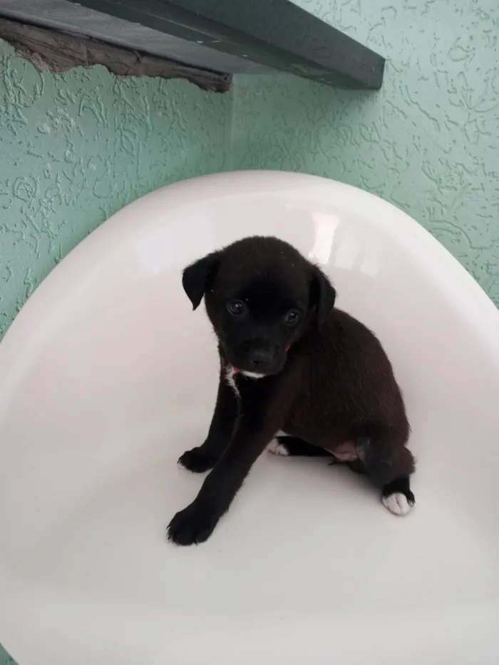 Cachorro ra a SRD-ViraLata idade 2 a 6 meses nome Rosa
