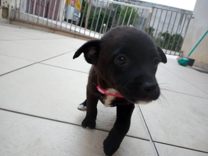 Cachorro ra a SRD-ViraLata idade 2 a 6 meses nome Rosa
