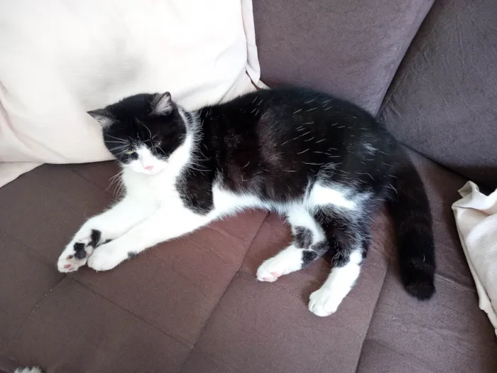Gato ra a Gato idade 1 ano nome Miau