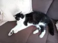 Miau