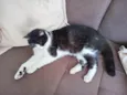 Miau
