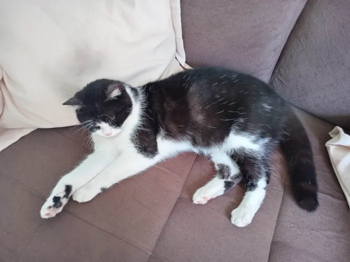 Gato ra a Gato idade 1 ano nome Miau