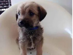 Cachorro raça SRD-ViraLata idade 2 a 6 meses nome Azul