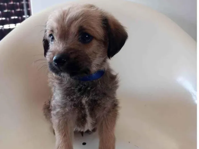 Cachorro ra a SRD-ViraLata idade 2 a 6 meses nome Azul