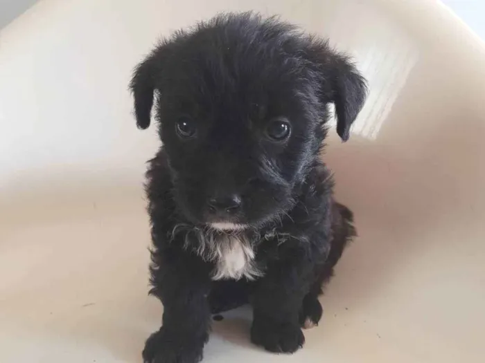 Cachorro ra a SRD-ViraLata idade 2 a 6 meses nome Dourado