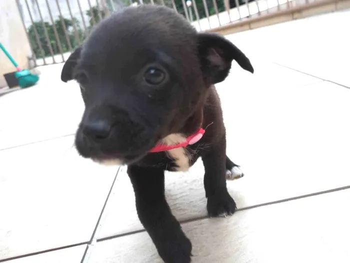 Cachorro ra a SRD-ViraLata idade 2 a 6 meses nome Rosa