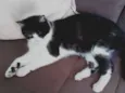 Miau