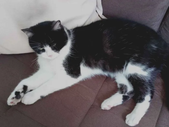 Gato ra a Gato idade 1 ano nome Miau