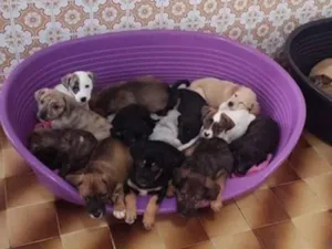 Cachorro raça SRD-ViraLata idade 2 a 6 meses nome Bebês 